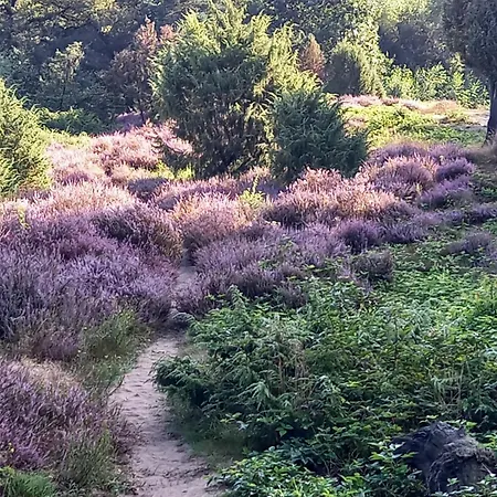 Hébergement de vacances Mooie Familie Groepsaccomodatie Aan De Bosrand Overloon
